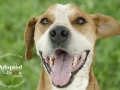 A mixed-breed dog with a big smile on his face, against a green grassy background.