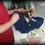 Janet Bovitz Sandefur Rescue Dog Jessie