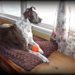 Janet Bovitz Sandefur Rescue Dog Jessie