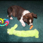 Janet Bovitz Sandefur Rescue Dog Jessie