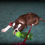 Janet Bovitz Sandefur Rescue Dog Jessie