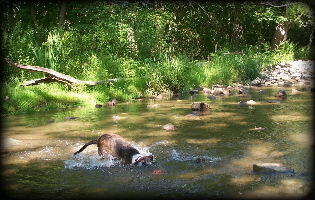 Janet Bovitz Sandefur Rescue Dog Jessie