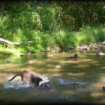 Janet Bovitz Sandefur Rescue Dog Jessie