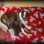 Janet Bovitz Sandefur Rescue Dog Jessie