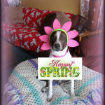 Janet Bovitz Sandefur Rescue Dog Jessie
