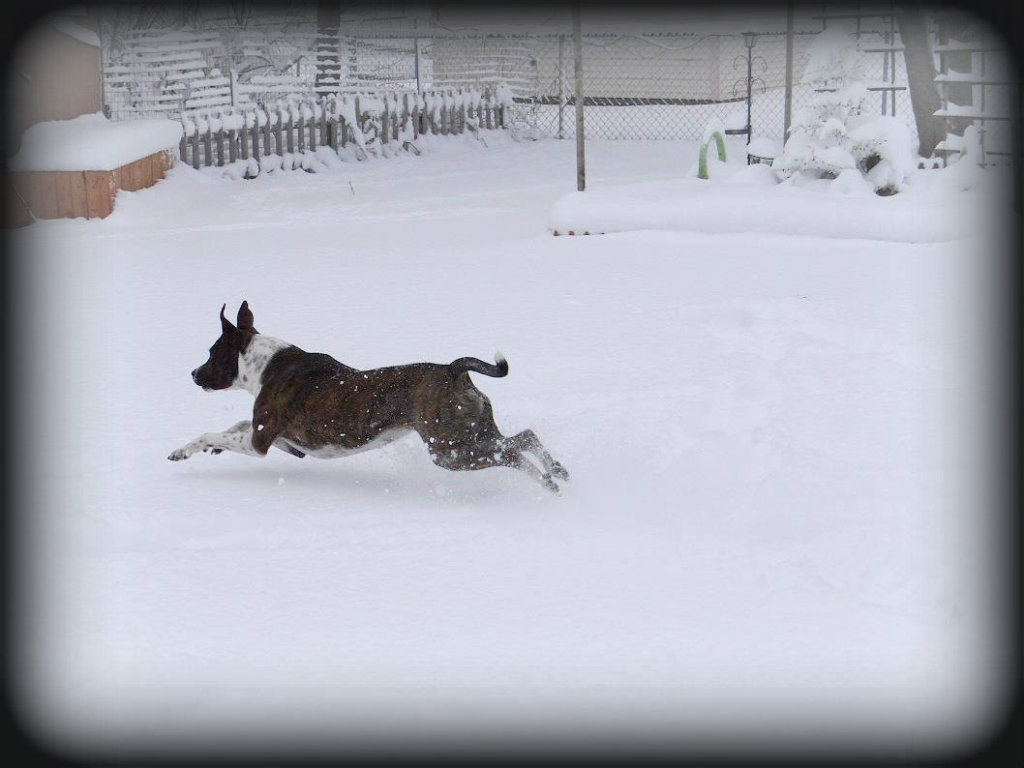 Janet Bovitz Sandefur Rescue Dog Jessie