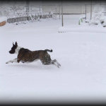 Janet Bovitz Sandefur Rescue Dog Jessie