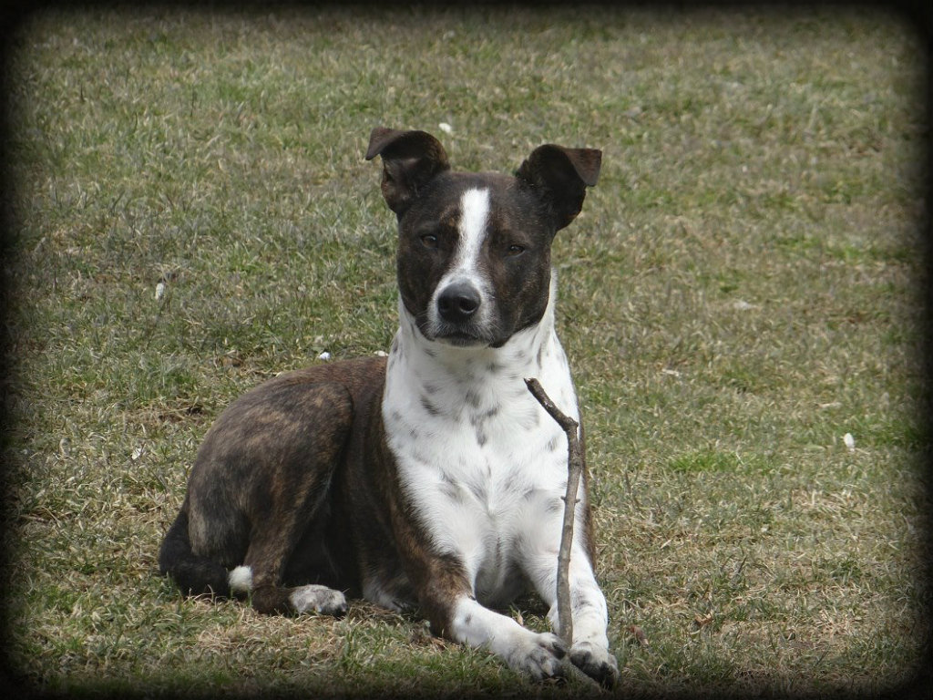 Janet Bovitz Sandefur Rescue Dog Jessie