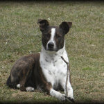 Janet Bovitz Sandefur Rescue Dog Jessie