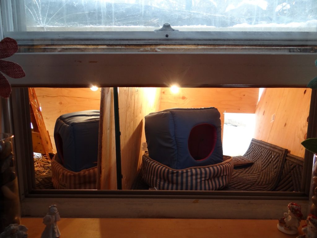 Animal Advocacy Blog Picture Janet Bovitz Sandefur just-do-something.org