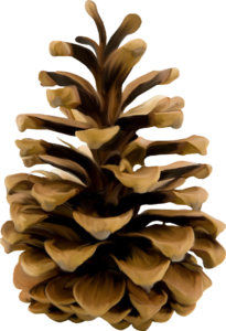 pine_cone_png13361
